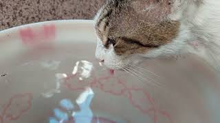 貓咪吃飼料與喝水**बिल्ली का पानी पीना**air minum kucing**mèo uống nước**cat drinking water