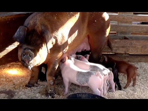 FACTS -  41 MOTHER PIGS & their PIGLETS (authentic sounds)  KID SCIENCE/ ENGLISH EDUCATIONAL VIDEO