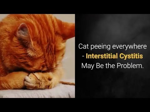 Cat peeing everywhere - Interstitial Cystitis May Be the Problem