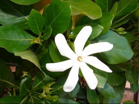 TUVALU SONGS AMATUKU KOTE FAGASELE A FUNAFUTI