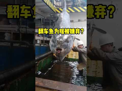 海洋废物翻车鱼，不好吃也没价值！ #翻车鱼 #科普 #涨知识 #有趣