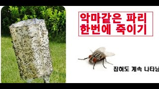 파리 지긋 지긋한 파리 하루~이틀이면 기막히게 잡는다.