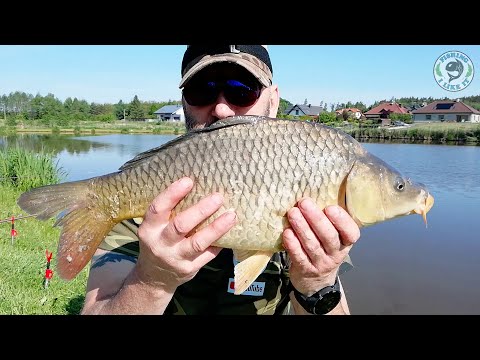 STARY MŁYN  DWA ŁADNE KARPIE / OLD MILL TWO NICE CARPS