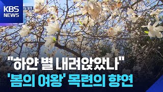 “봄기운 가득”…‘봄의 여왕’ 목련의 향연 / KBS  2026.04.13.
