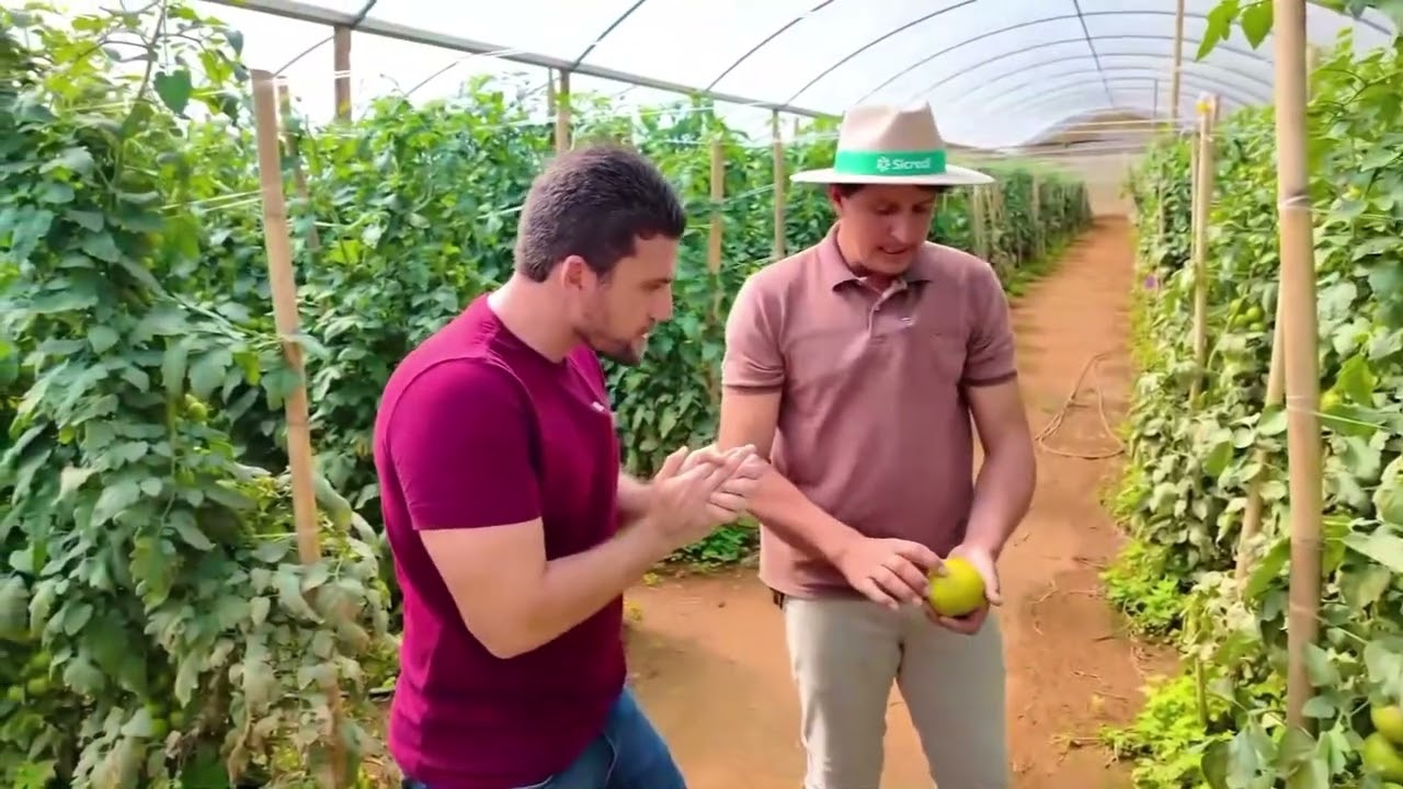 Cuidado no campo é essencial para garantir qualidade na produção de tomate