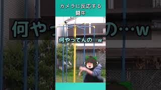 カメラに反応するタイプの闘牛 #shorts
