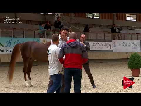 78 VANGELIS MI Silver winner Senior Stallions championship