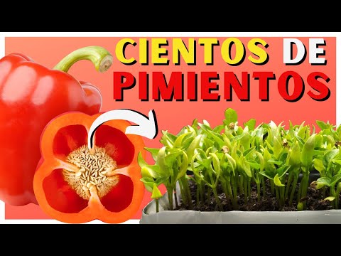 , title : 'Cómo SEMBRAR PIMIENTO en CASA 🌱 2 Métodos ✅'