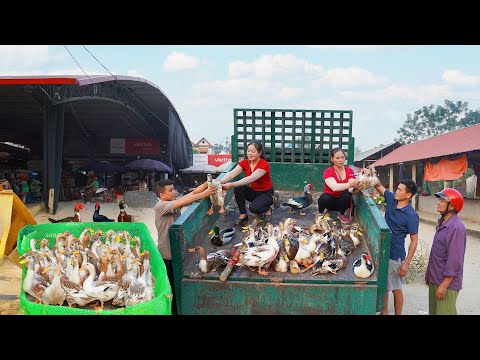 Harvesting 200 Ducks from Local Farmers - Transporting by Truck to Market - Farm Life