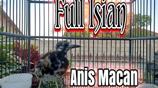 Download lagu Anis Macan Bongkar Isian 100% Anis Macan Akan Gacor mp3