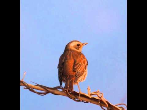 El Cant dels Ocells　- (The Song of the Birds for piano and string orchestra)