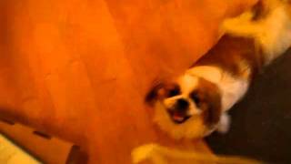 Monty and the important interview!