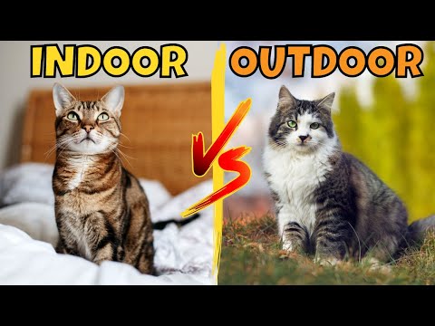 Should You Have an Indoor or Outdoor Cat?