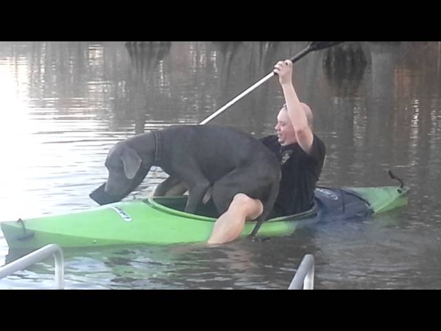 Big dog little kayak