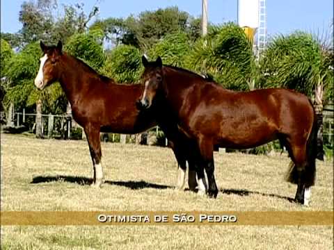 Leilão Estância da Carapuça