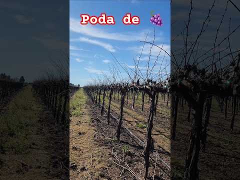 poda de uva 🍇 #california @YouTube #corridos #trabajosdecampo #suscriptores