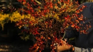 Barberry Bush Care : Professional Gardening Tips