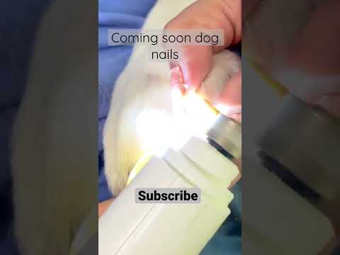 Dog nail trimming || India #2022 video is up