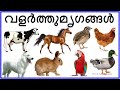domestic animals names and pet animals in malayalam വളർത്തുമൃഗങ്ങൾ |വളർത്തു 