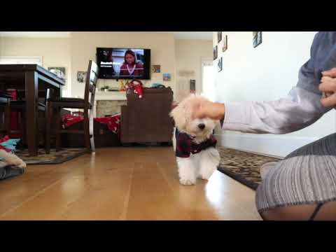 Pawsitive K9 Solutions video.