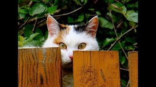 СМЕШНЫЕ КОТЫ И КОШКИ 2017 ПРИКОЛЫ С КОТАМИ И КОШКАМИ