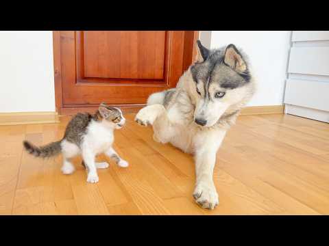 YouTube 썸네일