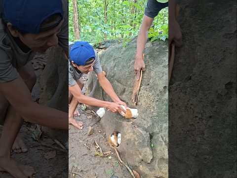 there are lots of animals