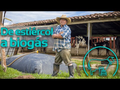 , title : 'Convirtiendo estiércol de vaca en biogás | Biodigestores Sistema.bio'