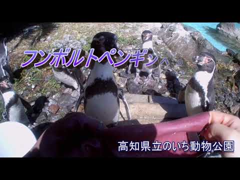 飼育係の目線で撮った「フンボルトペンギンへの給餌」