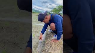 Download lagu Fishing for eels using sausage bait🤤 #78 #KOOKIKO mp3 Download lagu Fishing for eels using sausage bait🤤 #78 #KOOKIKO mp3