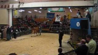 preview picture of video 'Bitburg Viehauktion / Cattle auction'