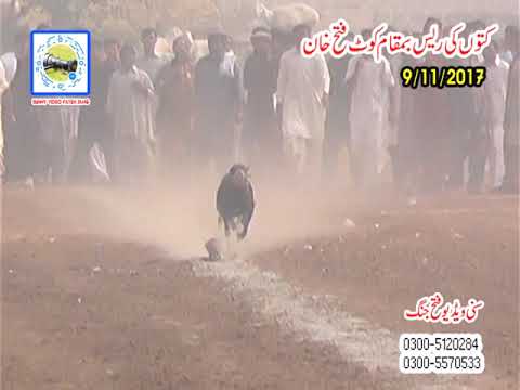 Dog RACE IN PAKISTAN SUNNY VIDEO FATEH JANG  @kot fateh khan 2017