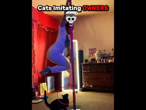 Cats Imitating OWNERS 😹🔥 #usa