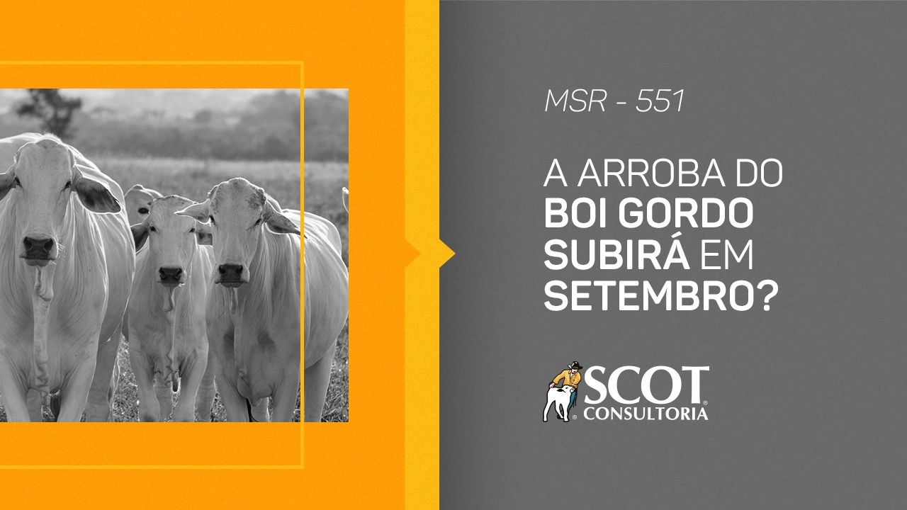 Mercado Sem Rodeios - Episódio 551 - A arroba do boi gordo subirá em setembro?