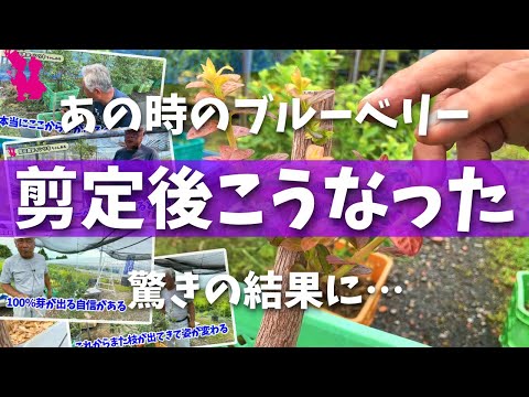 ラズベリーを高く剪定する時期: 豊作を確保するための冬の正しい剪定に関するチュートリアルとビデオ  庭園
