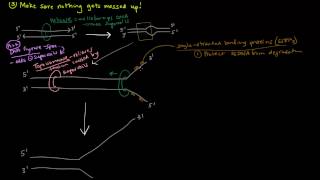DNA Replication (Part 3 of 3) - The Enzymes and The Replication Fork