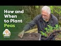 How and When to Plant Peas