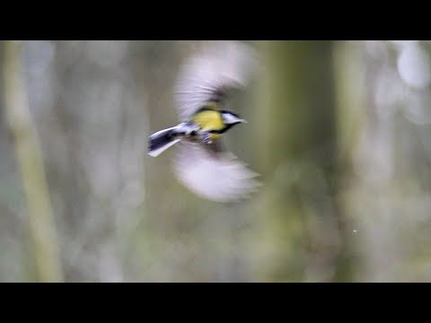 Blue tit flying through frame | (Full HD)