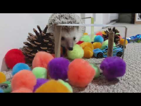 Cute Hedgehog Exploring