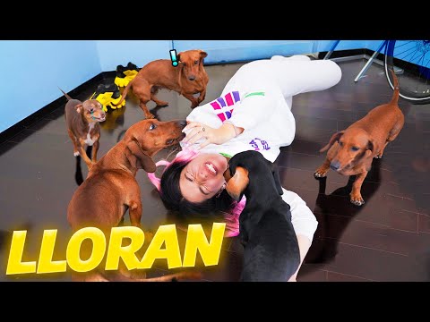 Dogs react to their owners after months without seeing each other | Polynesians Vlogs