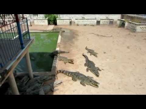 100 секунд_12-Крокодилы Crocodiles