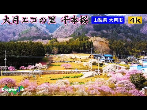 【千本桜】大月エコの里【山梨県大月市】ドローン空撮