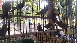 Download lagu ANIS GADING BAHAN 150 RB SAJA mp3 Download lagu ANIS GADING BAHAN 150 RB SAJA mp3