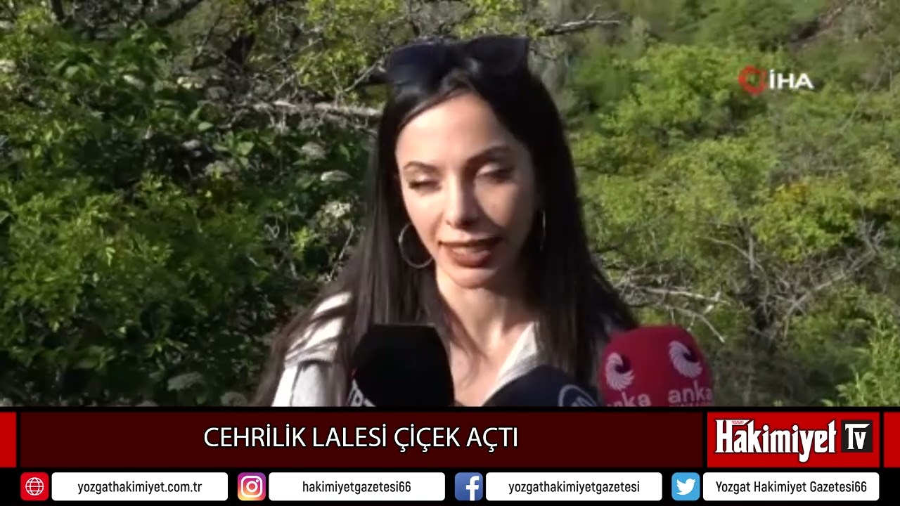 CEHRİLİK LALESİ ÇİÇEK AÇTI