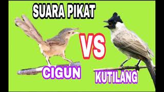Download lagu SUARA PIKAT KUTILANG RIBUT VS CIGUN NGEBREN mp3