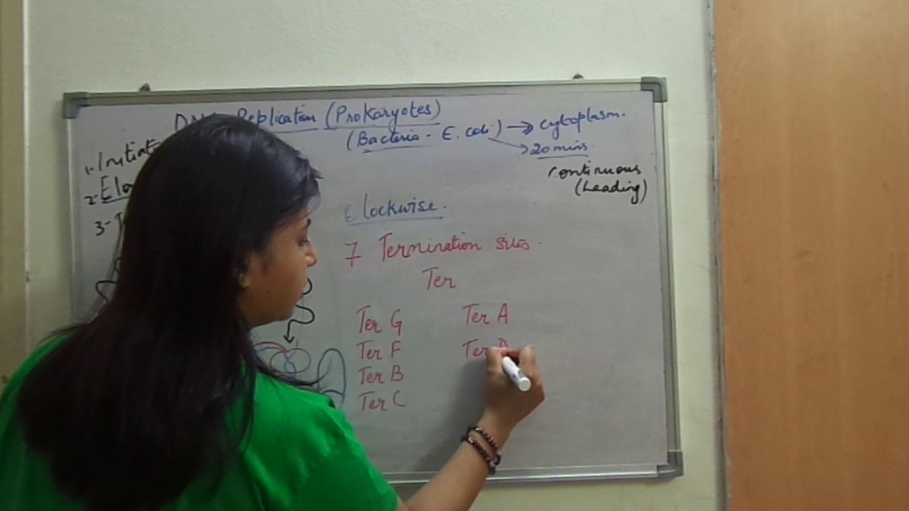 Termination Of Dna Replication In Prokaryotes