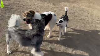 Video preview image #1 Great Pyrenees-Unknown Mix Puppy For Sale in Winter Park, CO, USA