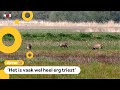 Speciale spiegels zodat dieren minder vaak worden aangereden