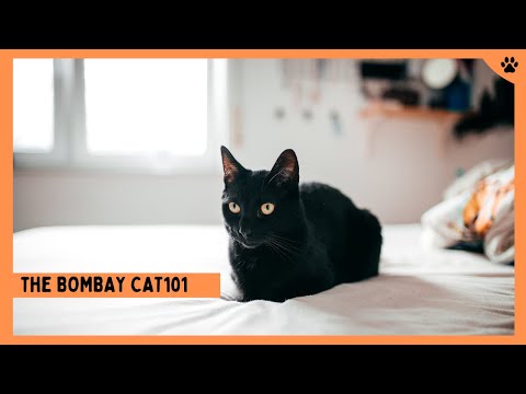 Bombay Cats 101: Cat Breed Information