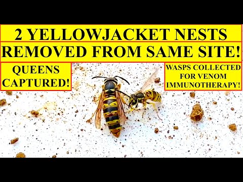 2 UNDERGROUND YELLOWJACKET WASP NESTS UNDER CHERRY TREE REMOVED/COLLECTED FOR VENOM IMMUNOTHERAPY!